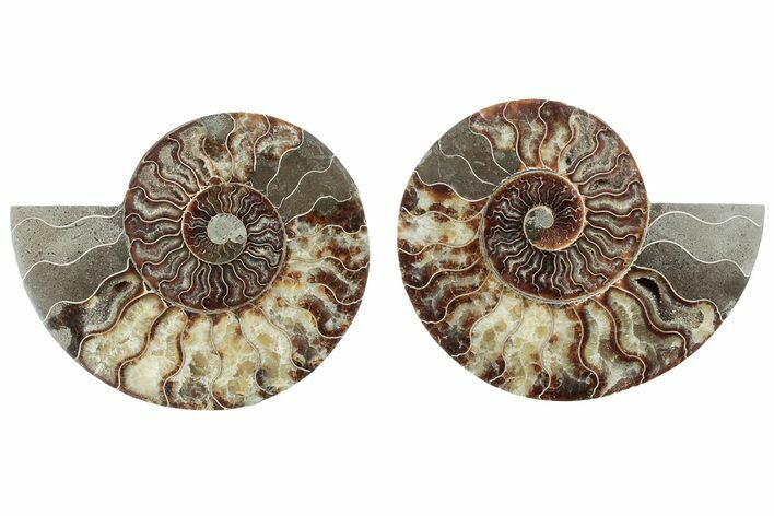 Cut & Polished, Agatized Ammonite Fossil - Madagascar #212919